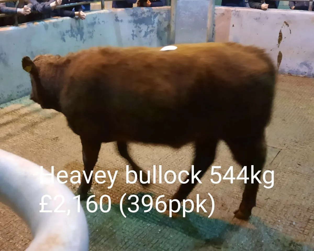 Cattle Sale Photo Report - Image 2
