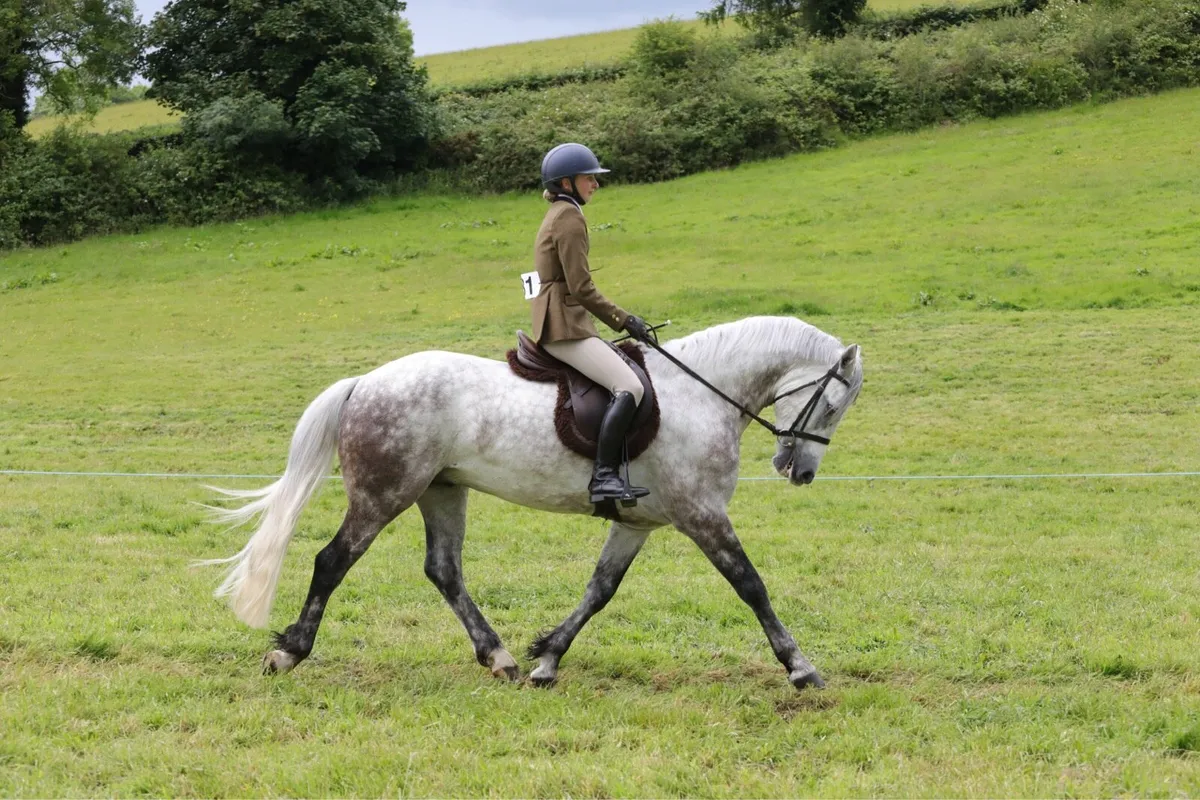Striking 5 year old Connemara - Image 1