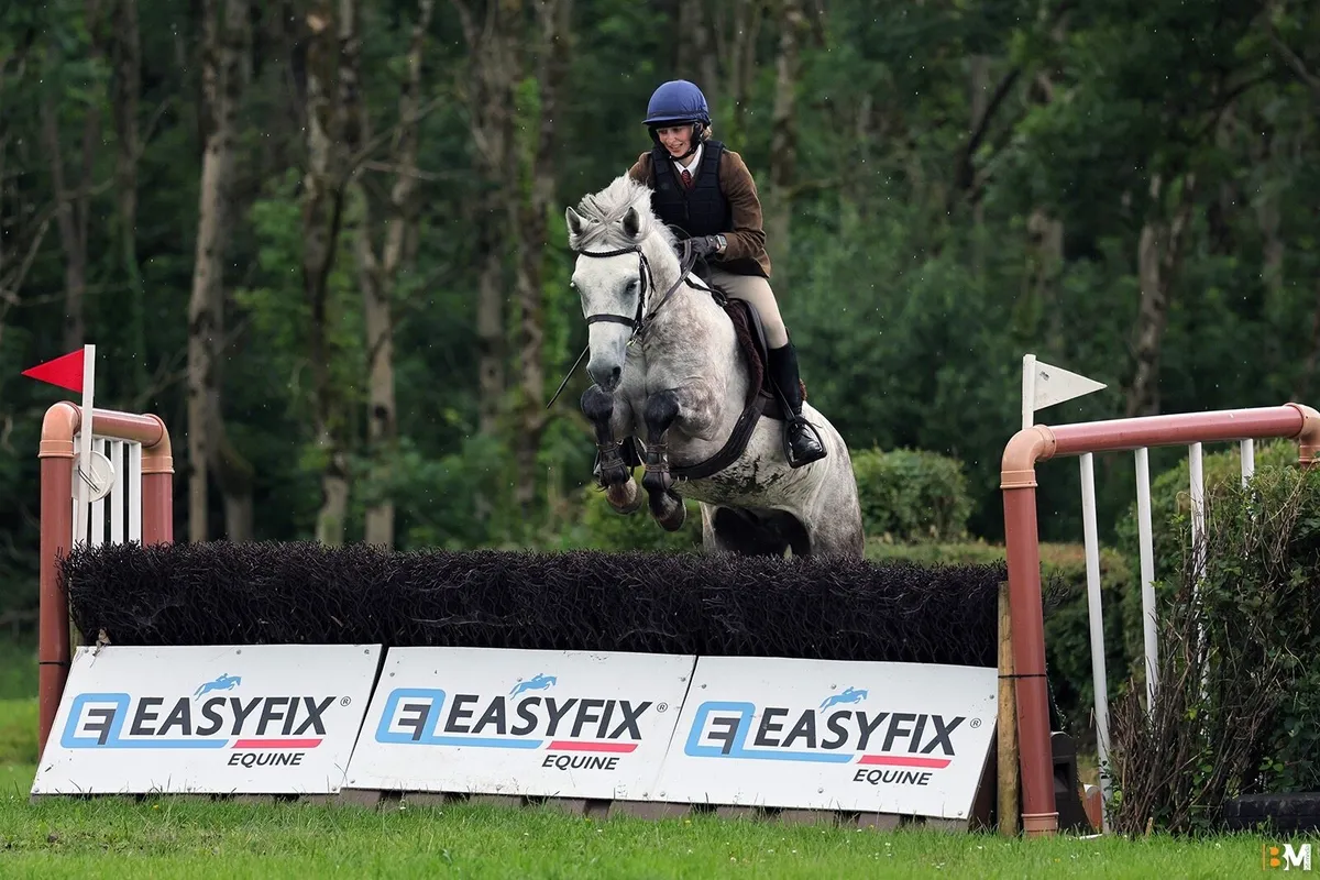 Striking 5 year old Connemara - Image 2