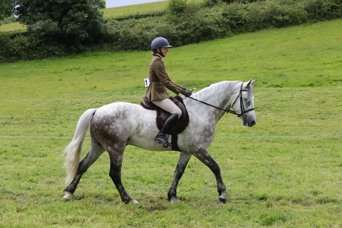 Striking 5 year old Connemara - Image 3
