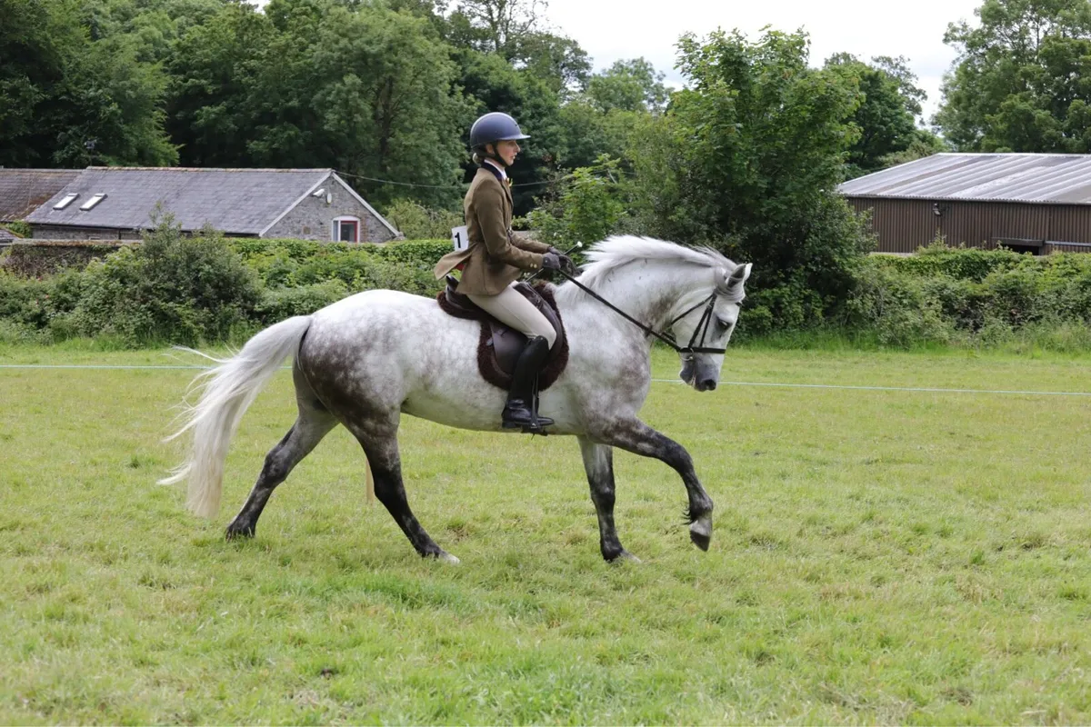 Striking 5 year old Connemara - Image 4