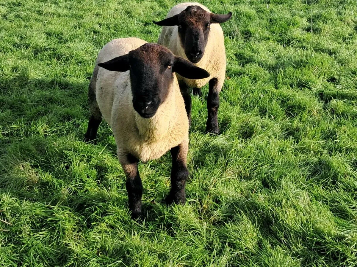 Suffolk Hogget Ram PBNR