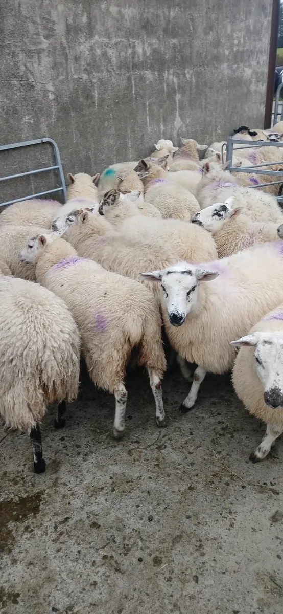 Ewe lambs - Image 1