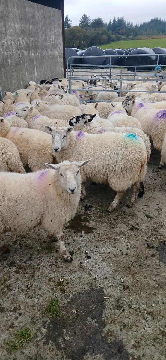 Ewe lambs - Image 2