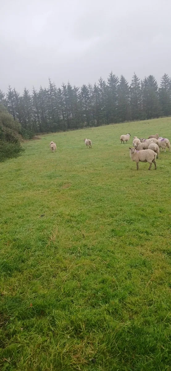 Ewe lambs - Image 3