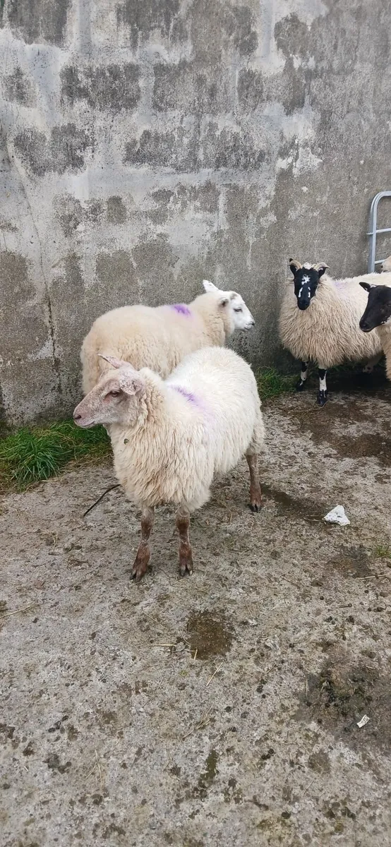 Ewe lambs - Image 4