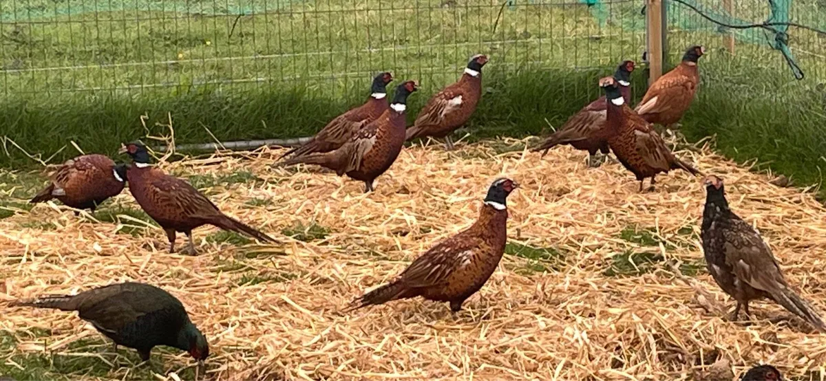 Adult Cock Pheasants. - Image 1