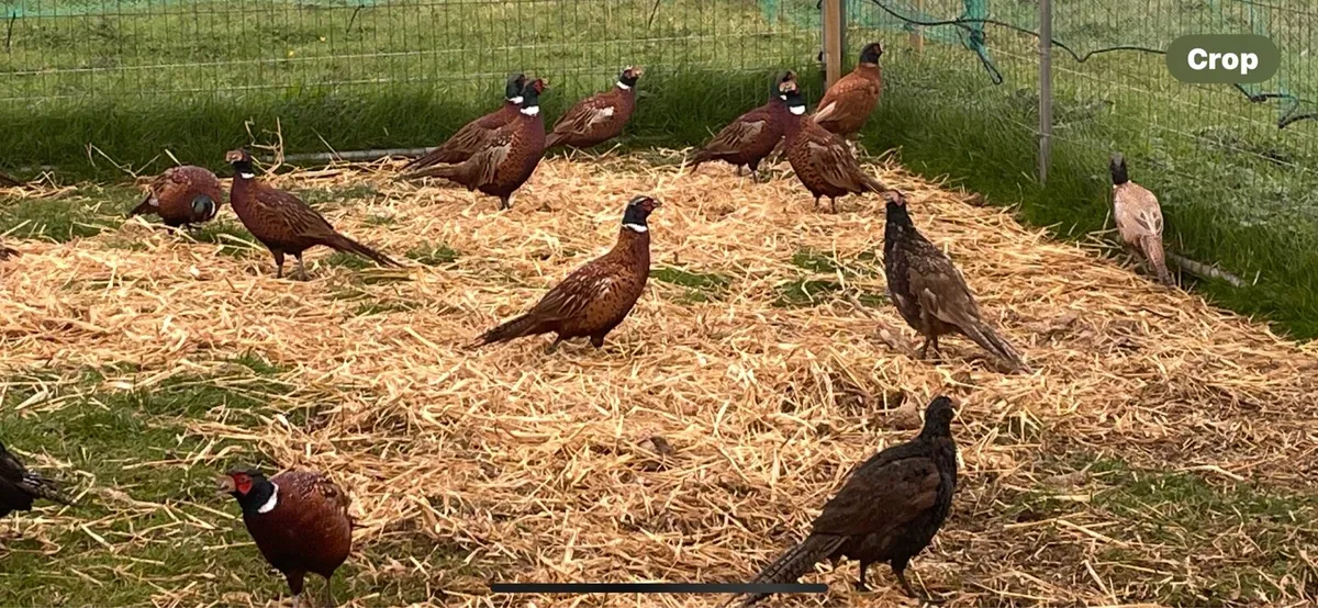 Adult Cock Pheasants. - Image 2