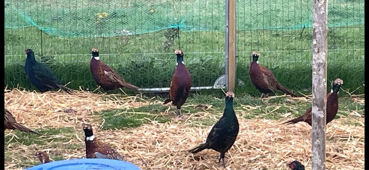 Adult Cock Pheasants. - Image 3