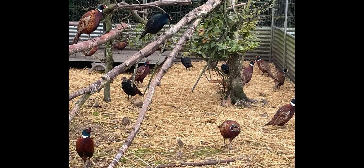 Adult Cock Pheasants. - Image 4