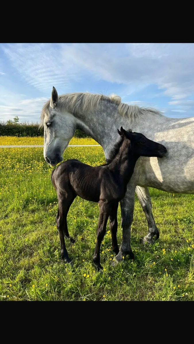 Fully foal - Image 1