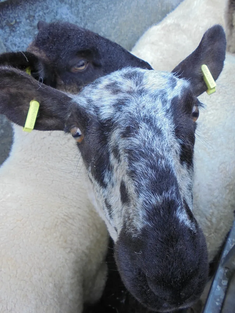 Blue Leicester / Mule Hoggets - Image 1