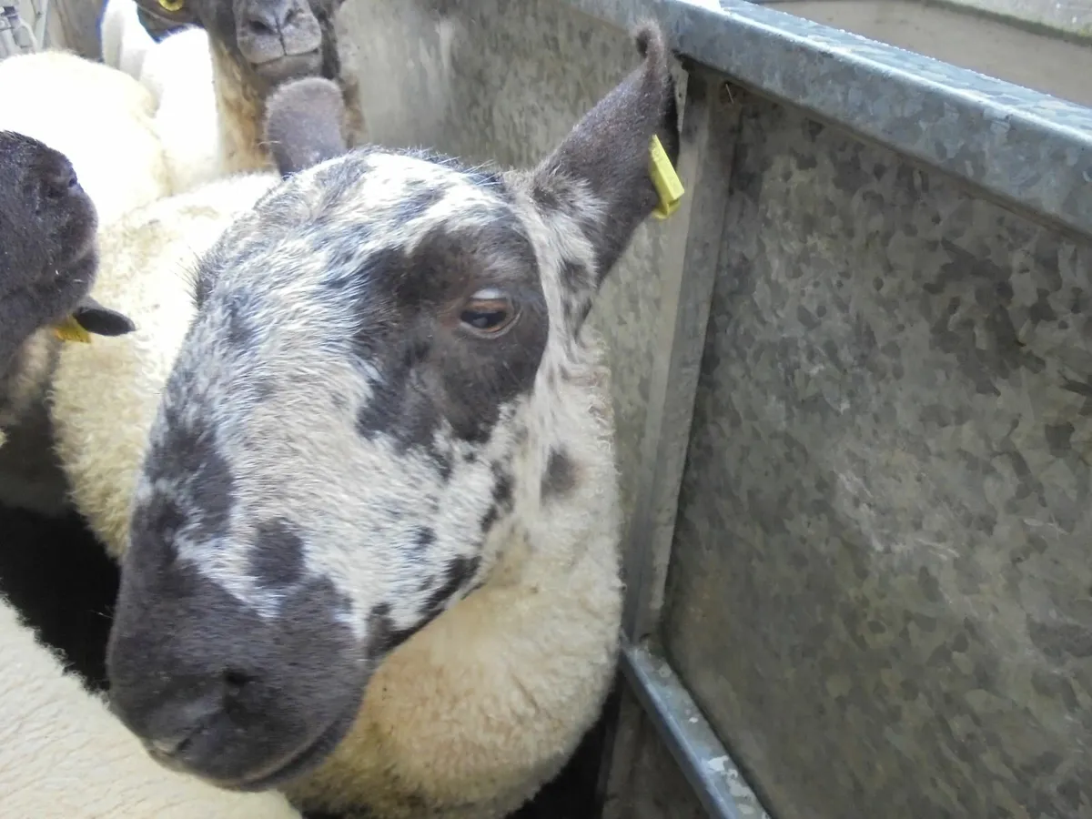 Blue Leicester / Mule Hoggets - Image 2