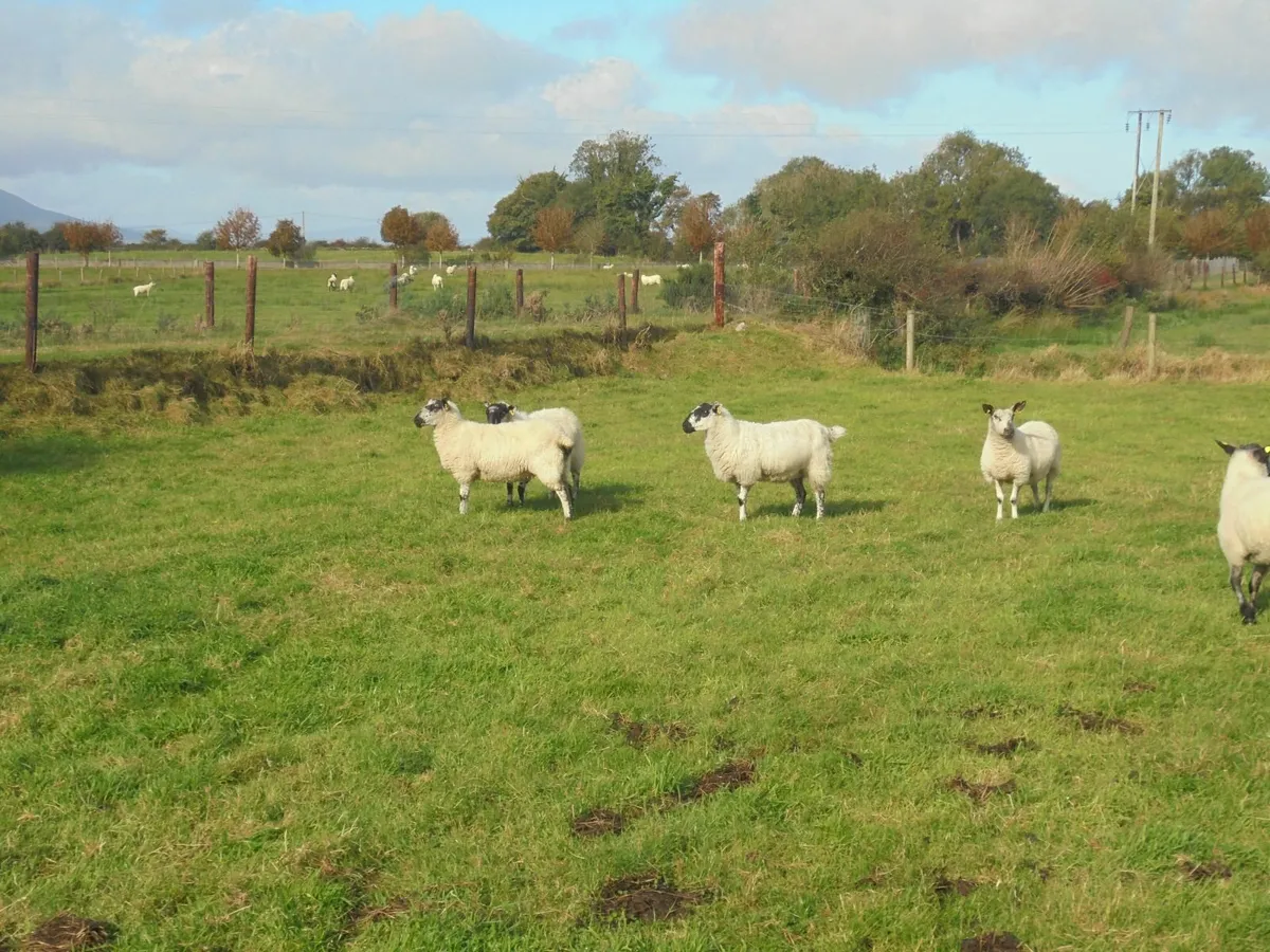 Blue Leicester / Mule Hoggets - Image 3