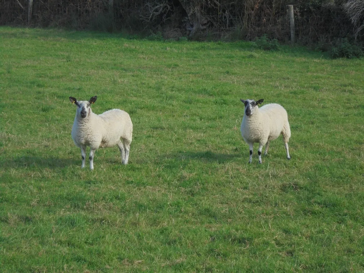 Blue Leicester / Mule Hoggets - Image 4