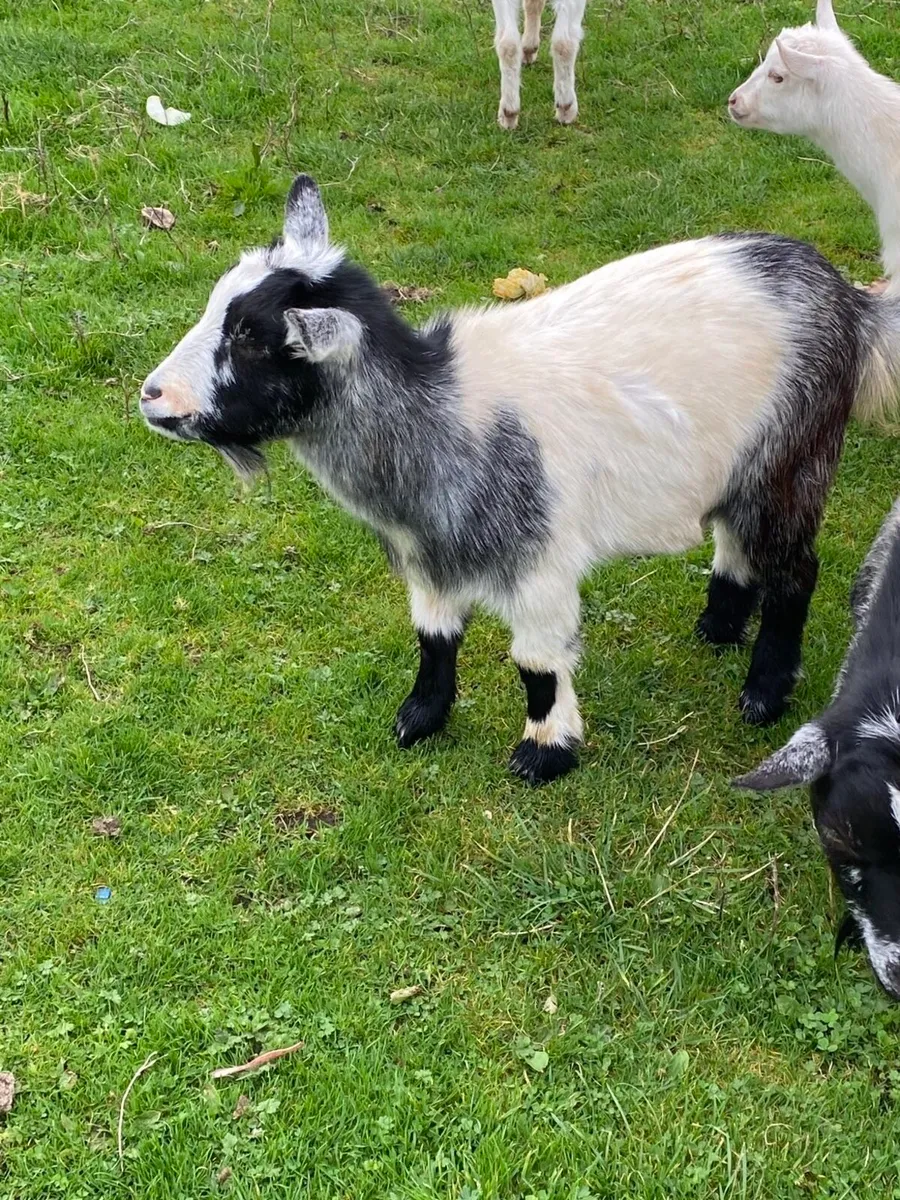 Pygmy goats - Image 1