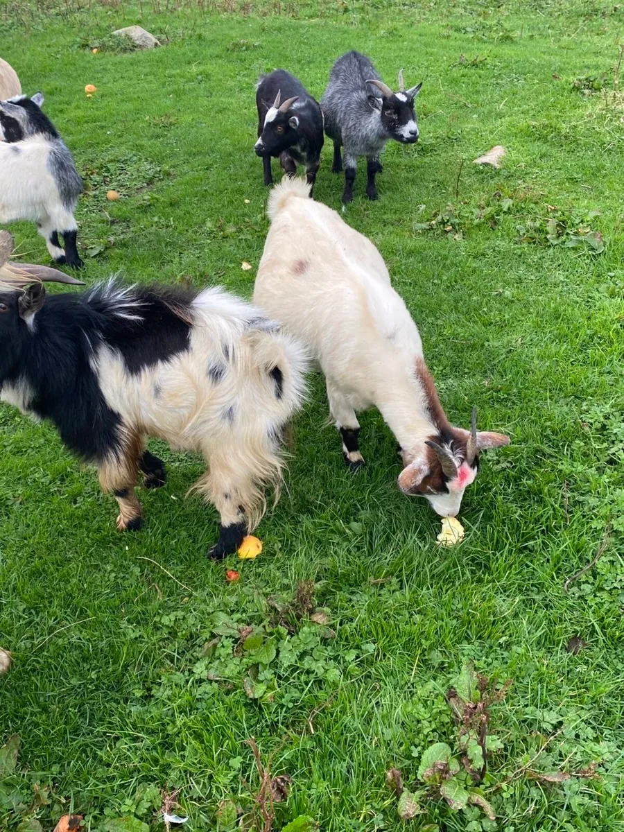 Pygmy goats - Image 2