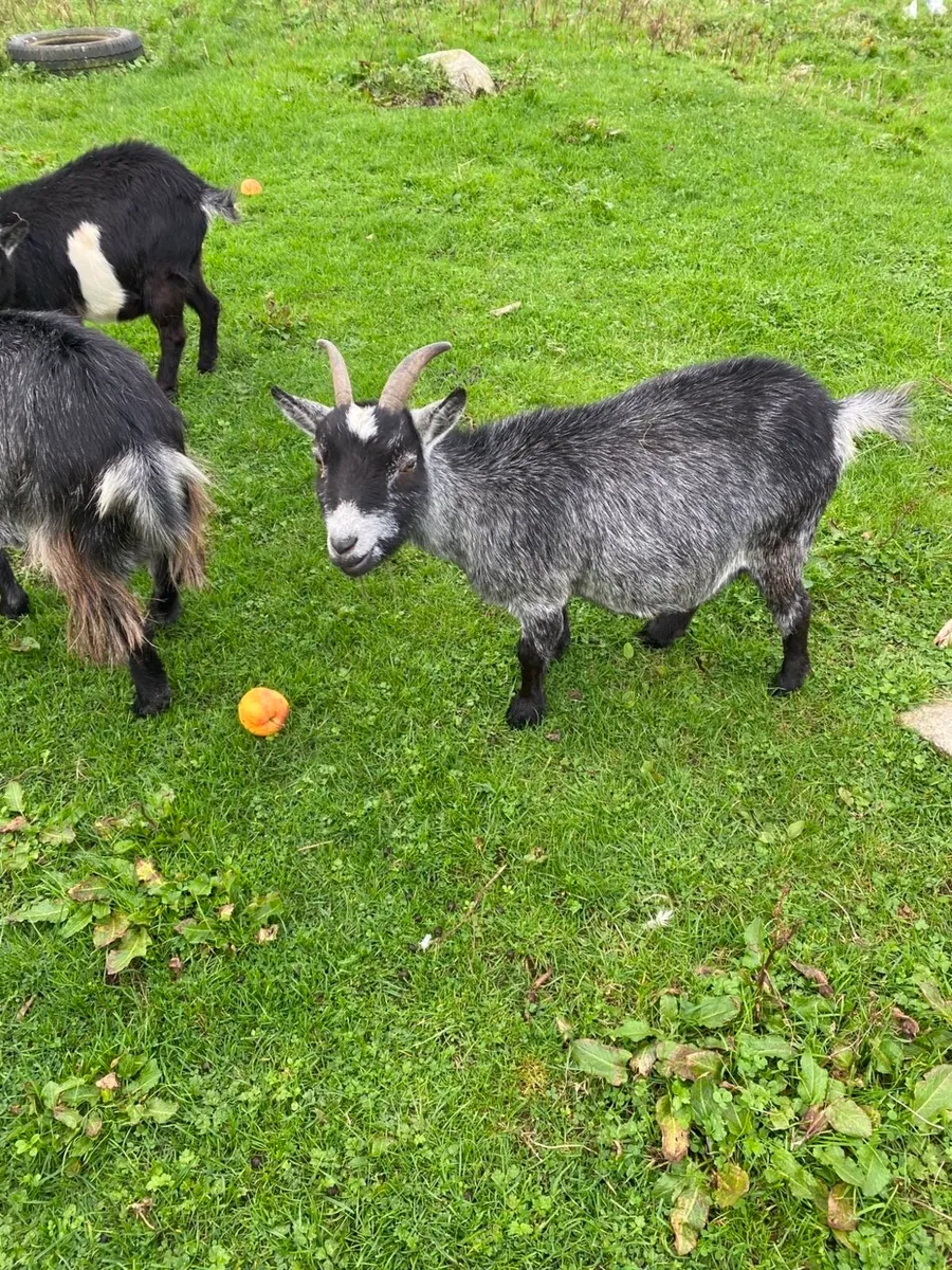 Pygmy goats - Image 3