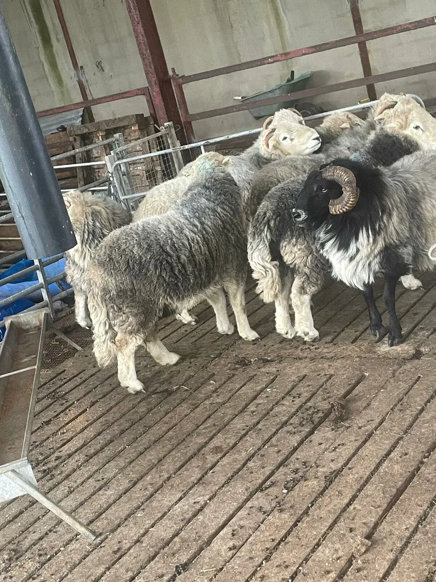 Herdwick rams - Image 1