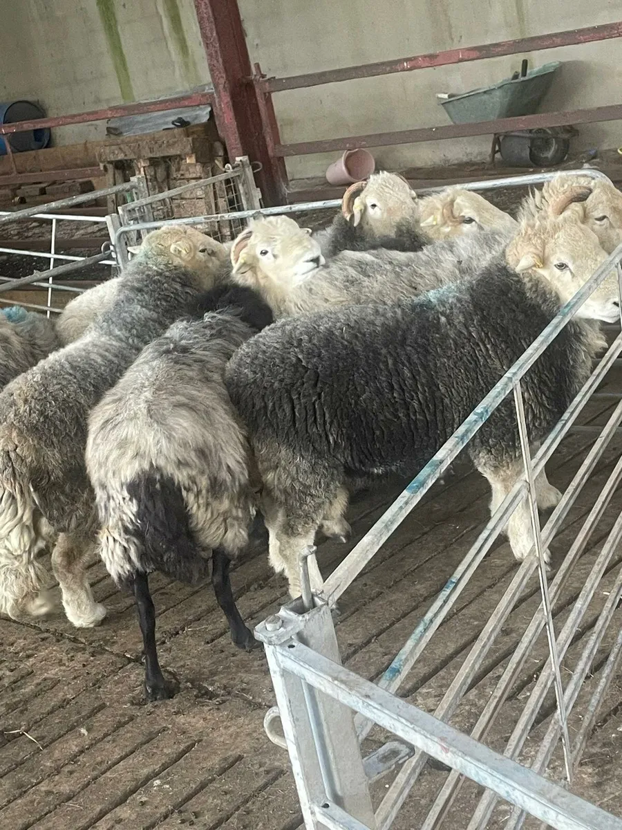Herdwick rams - Image 2