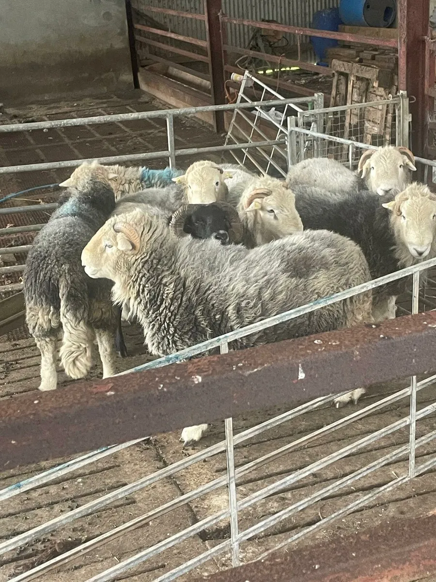 Herdwick rams - Image 3