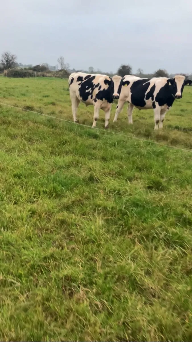 Store bullocks - Image 1