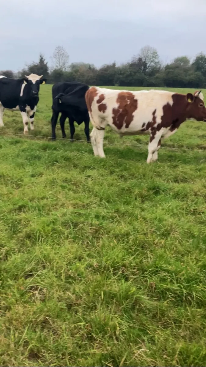 Store bullocks - Image 2