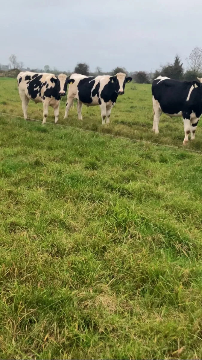 Store bullocks - Image 3