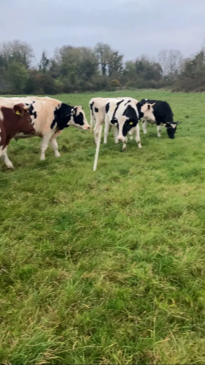 Store bullocks - Image 4