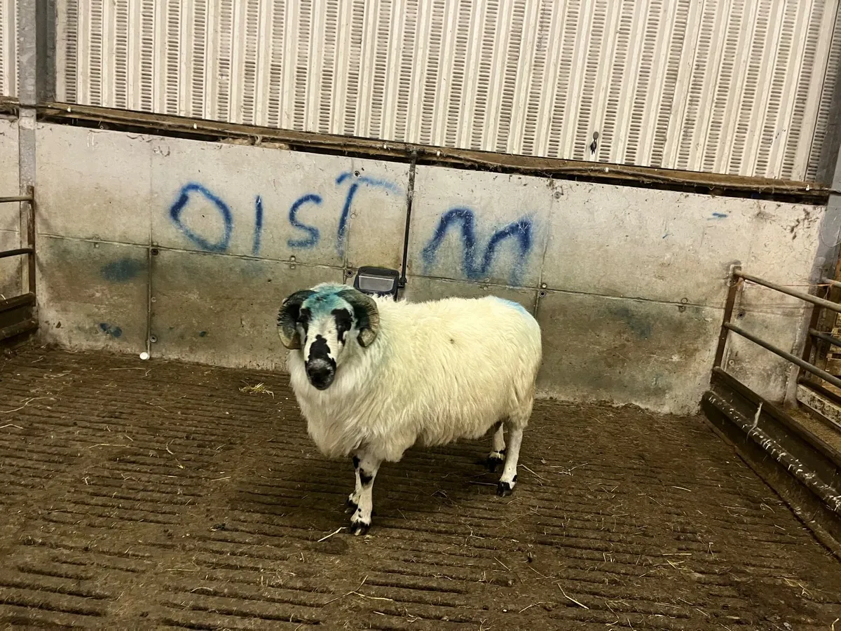Dingle Scotch Ram for sale