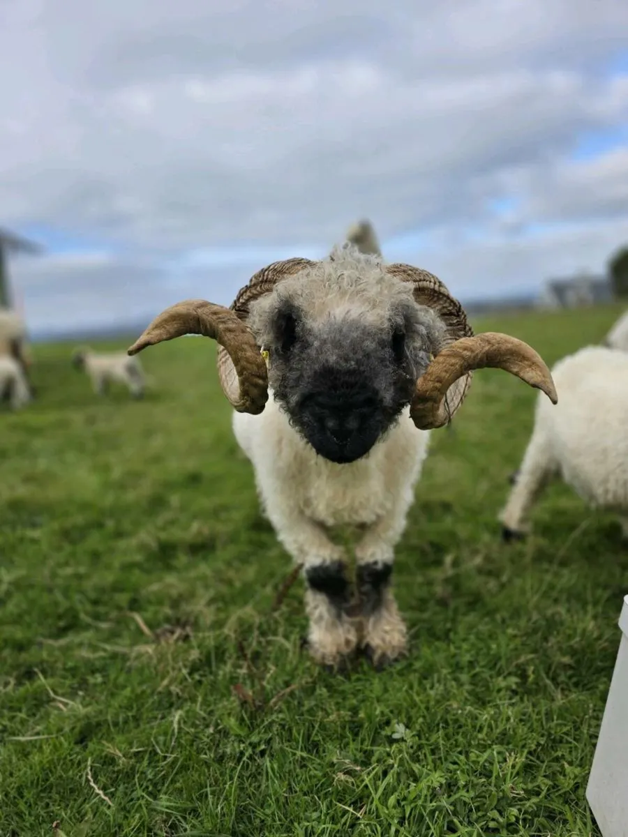 Blacknose Valais Ram/ Cork/ Excellent Breeder - Image 1