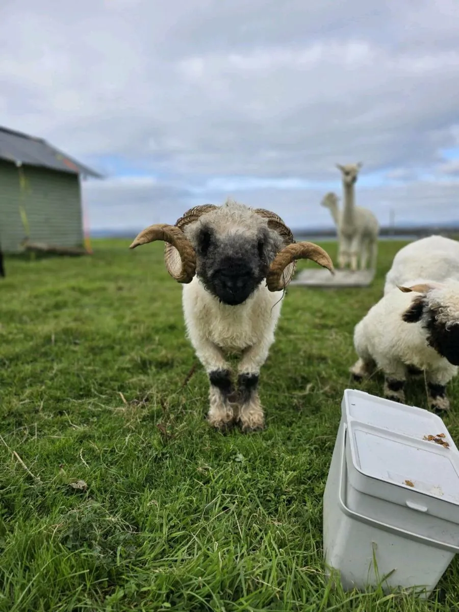 Blacknose Valais Ram/ Cork/ Excellent Breeder - Image 2