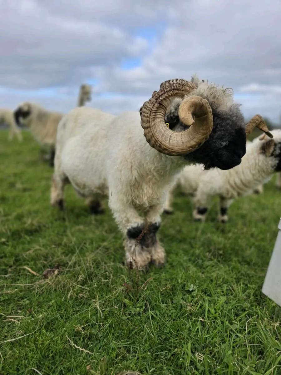 Blacknose Valais Ram/ Cork/ Excellent Breeder - Image 3