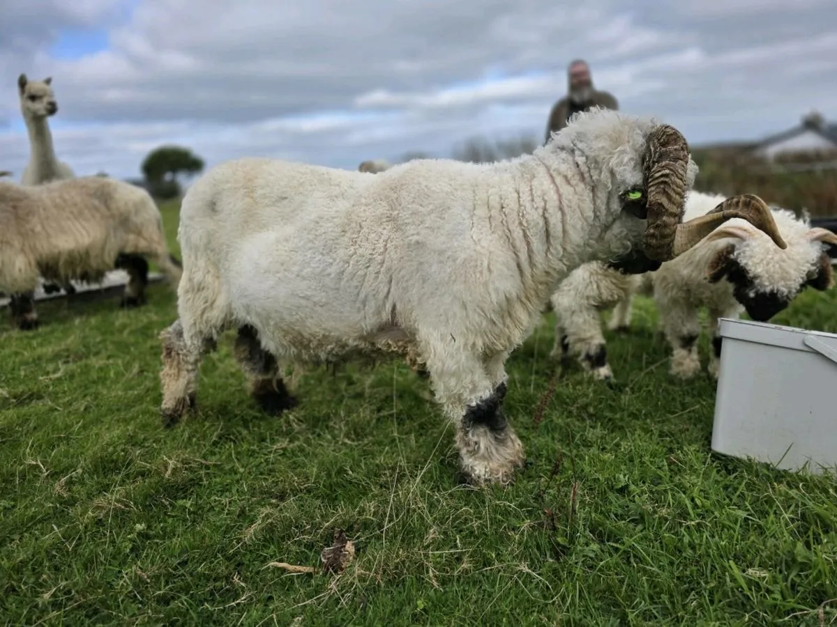 Blacknose Valais Ram/ Cork/ Excellent Breeder - Image 4