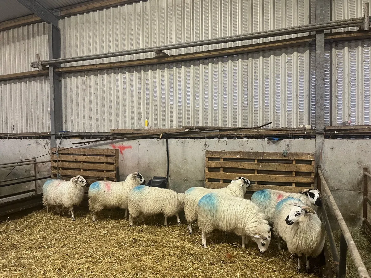Seven dingle scotch ewe lambs for sale.