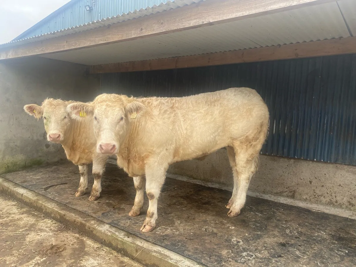 Pedigree Charolais Heifers for sale - Image 1