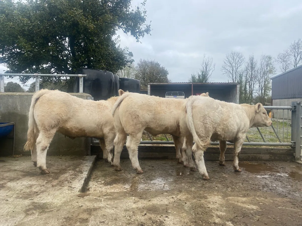 Pedigree Charolais Heifers for sale - Image 2