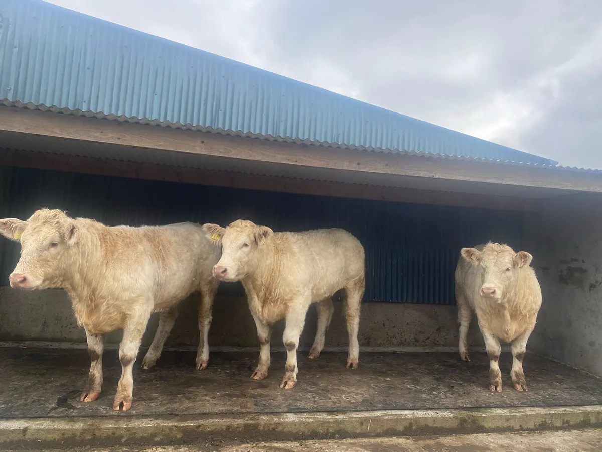 Pedigree Charolais Heifers for sale - Image 3