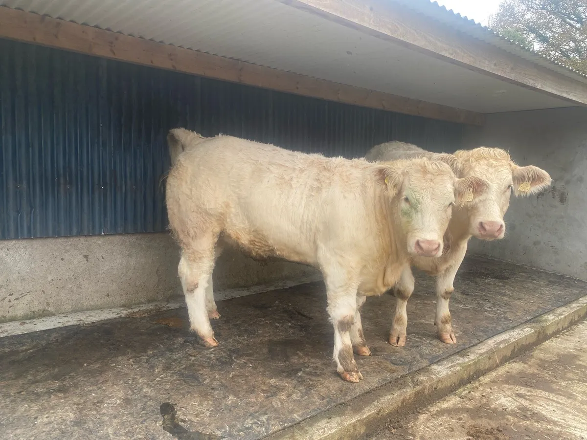 Pedigree Charolais Heifers for sale - Image 4