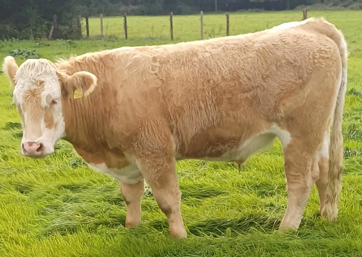 ORGANIC CONTINENTAL BULLOCKS & HEIFERS - Image 1
