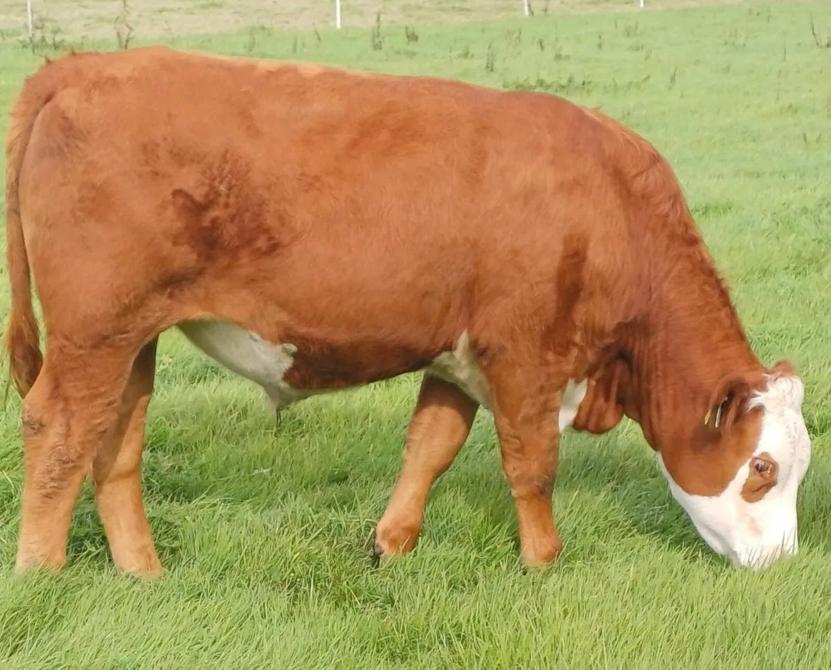 ORGANIC CONTINENTAL BULLOCKS & HEIFERS - Image 2