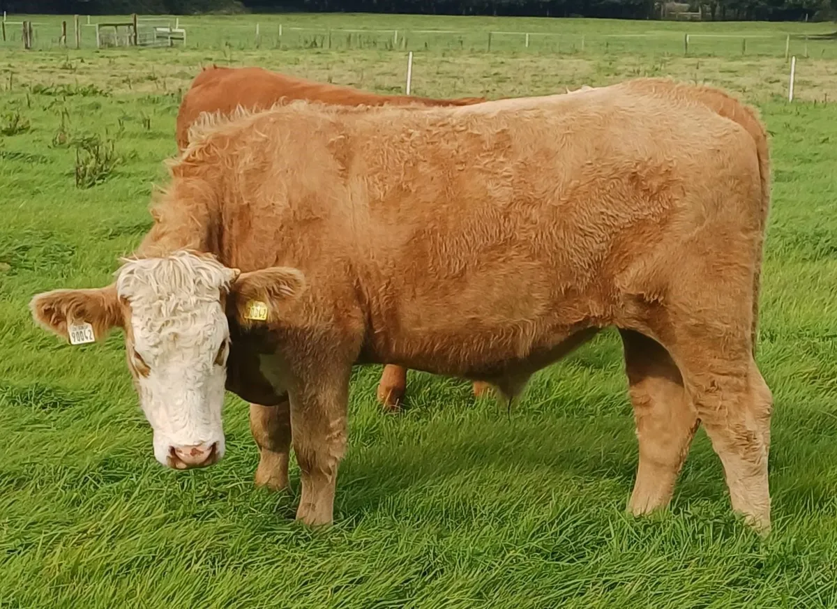 ORGANIC CONTINENTAL BULLOCKS & HEIFERS - Image 3