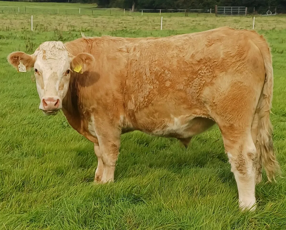 ORGANIC CONTINENTAL BULLOCKS & HEIFERS - Image 4
