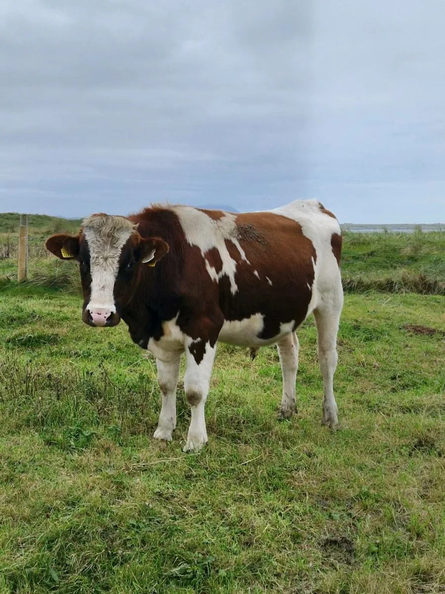 Vasectomised bull - Image 1