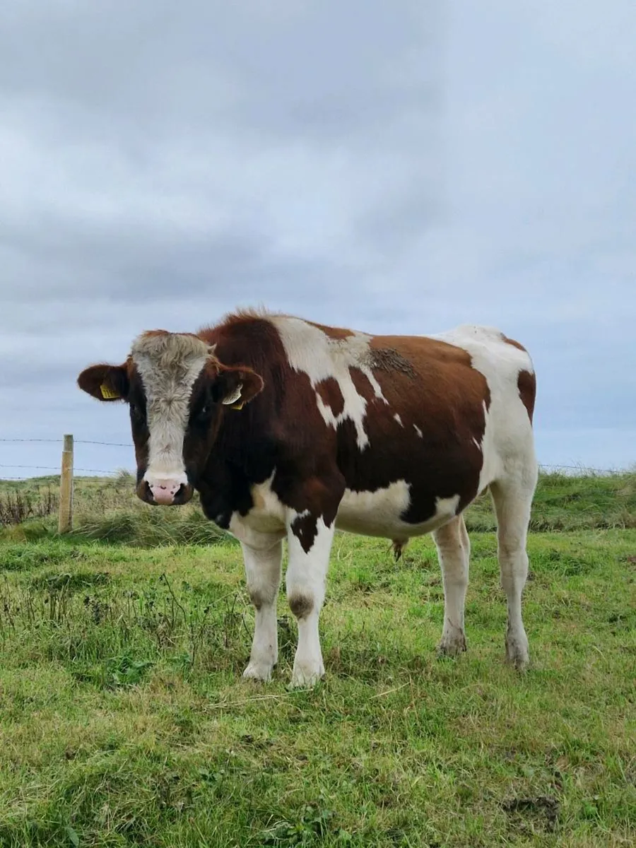 Vasectomised bull - Image 2