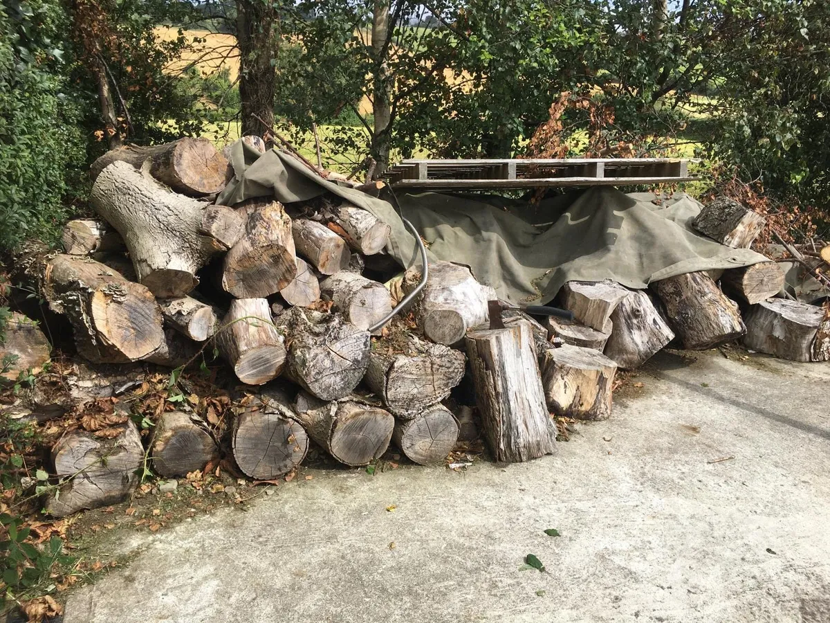 Firewood - Image 4