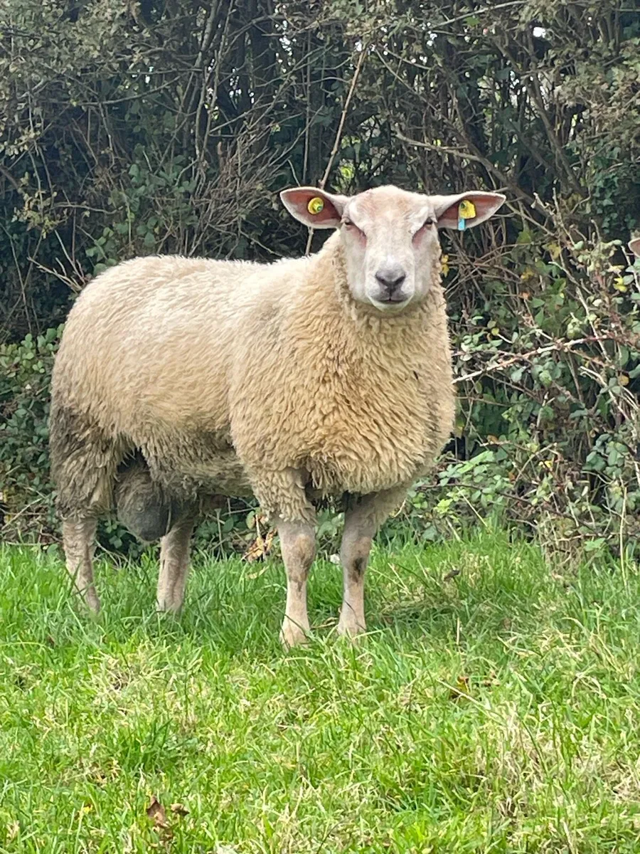 SIS Charolais ram lambs - Image 1