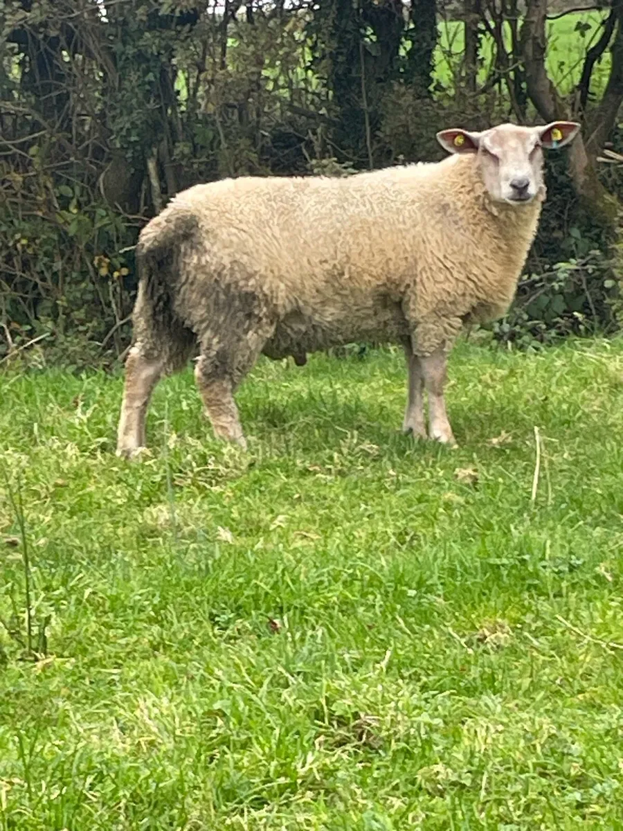 SIS Charolais ram lambs - Image 3