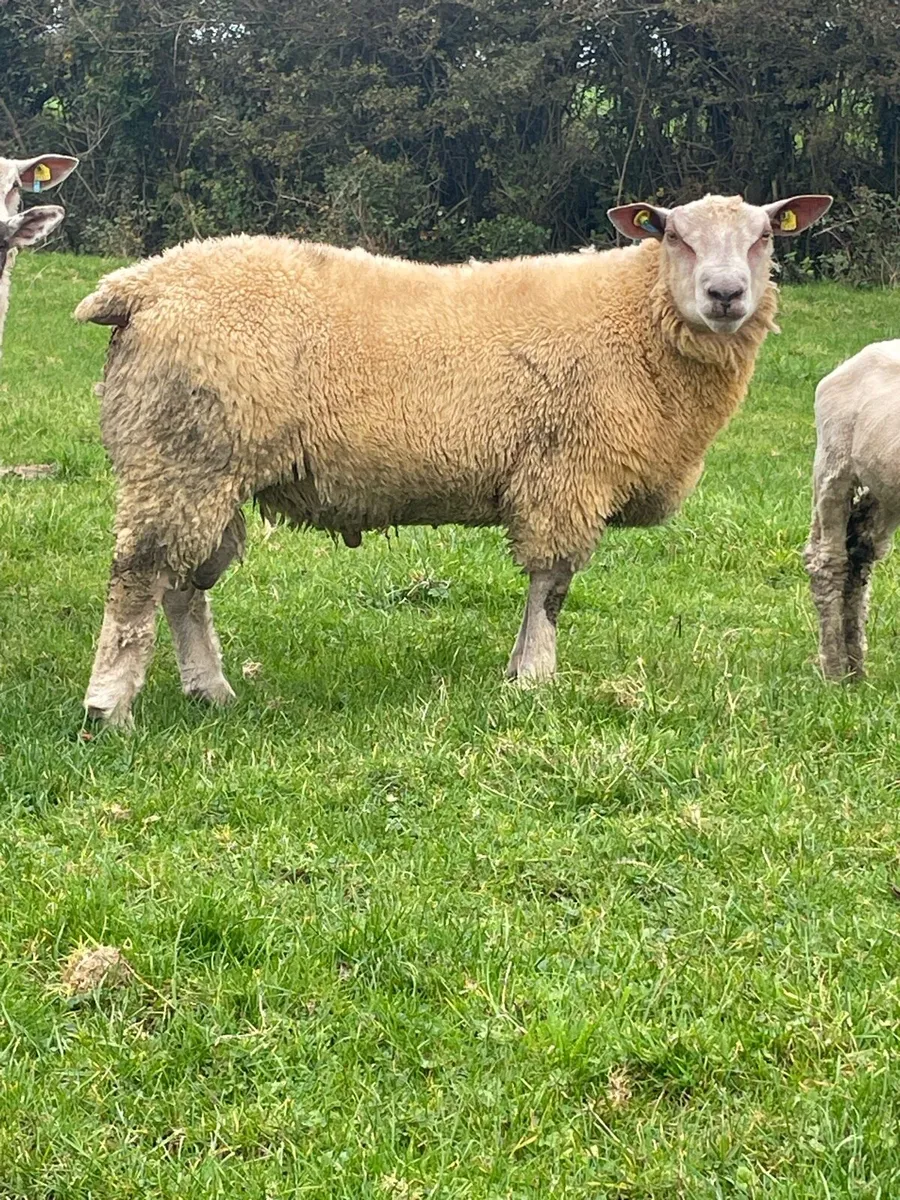 SIS Charolais ram lambs - Image 4