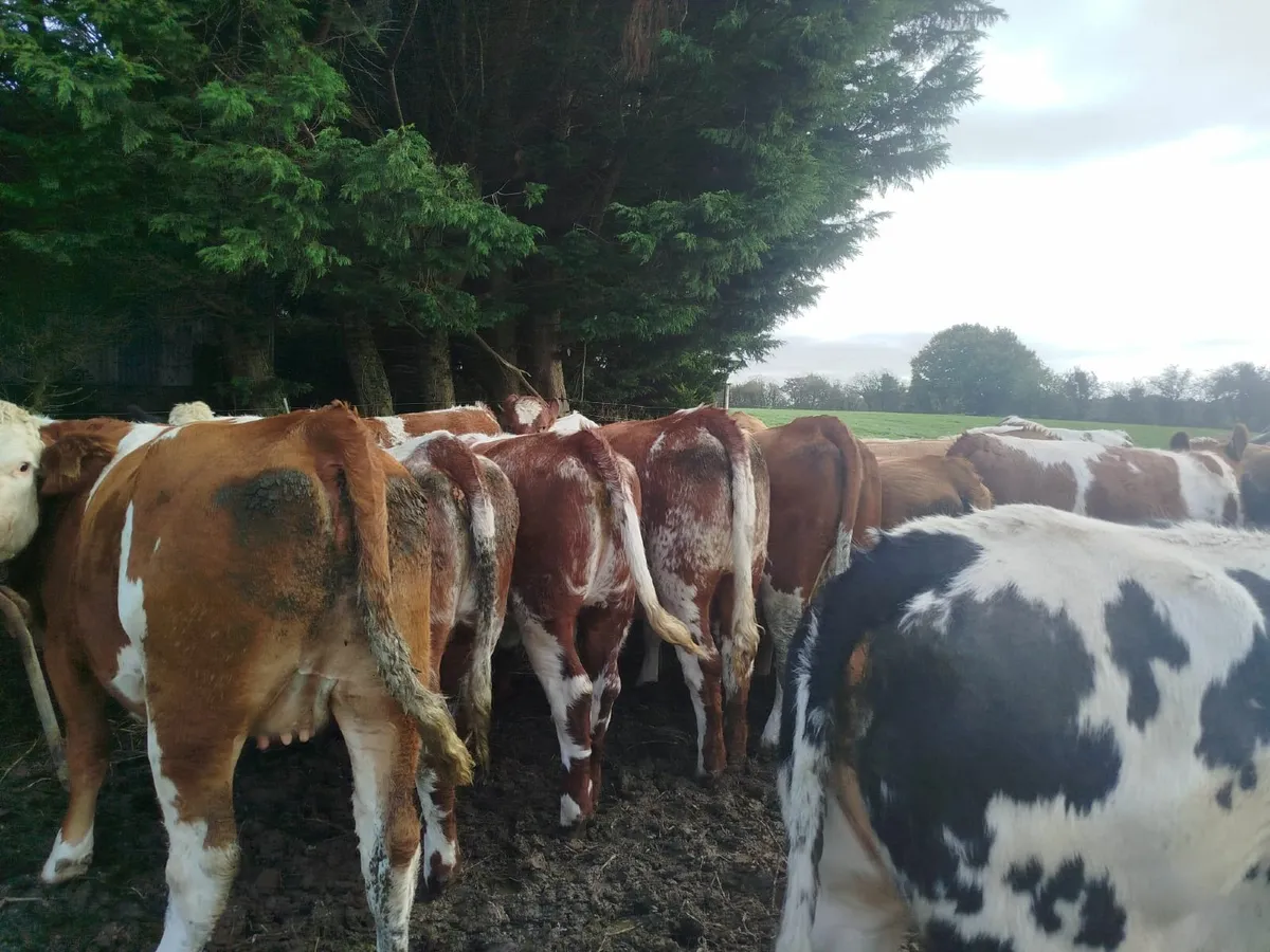 Belgian blue & Roan Breeding Heifers - Image 2